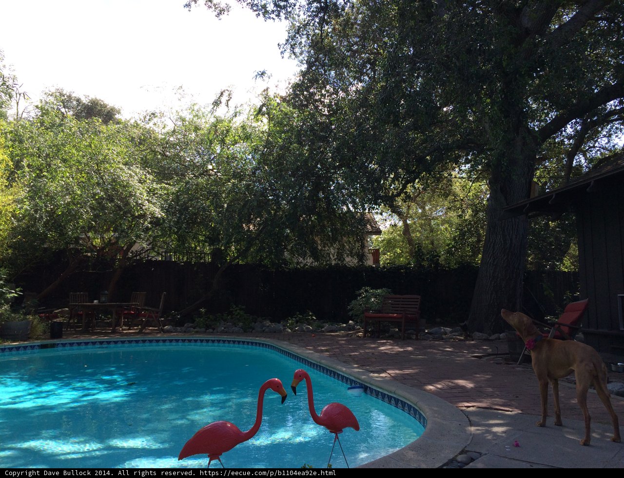 Summer Pool Fun