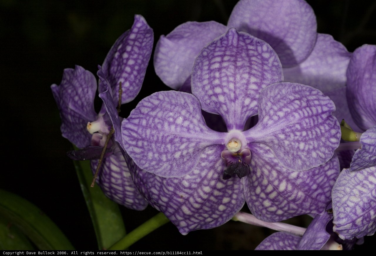 Stunning Purple Orchid with White Spots