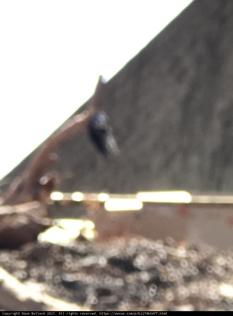 Bird on a Branch