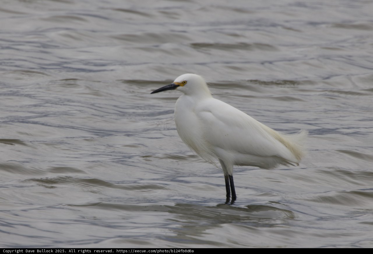 Majestic Egret in the Bay