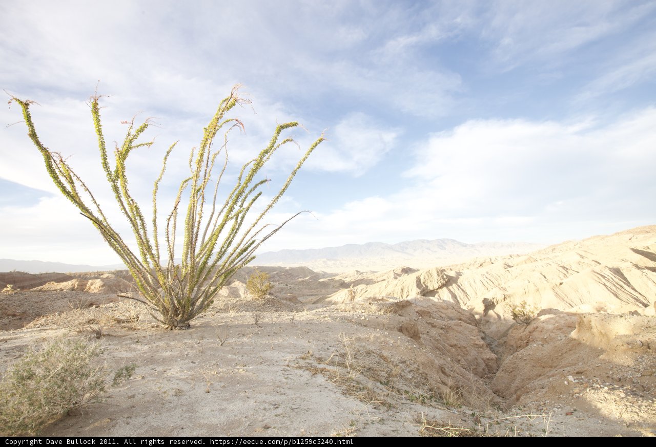 Desert Beauty