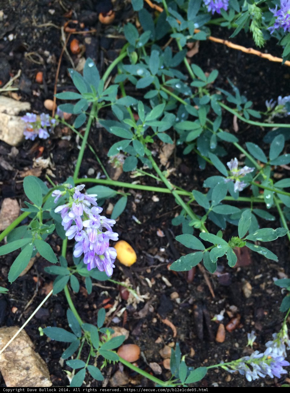 Lupin Blossoms in Altadena Garden