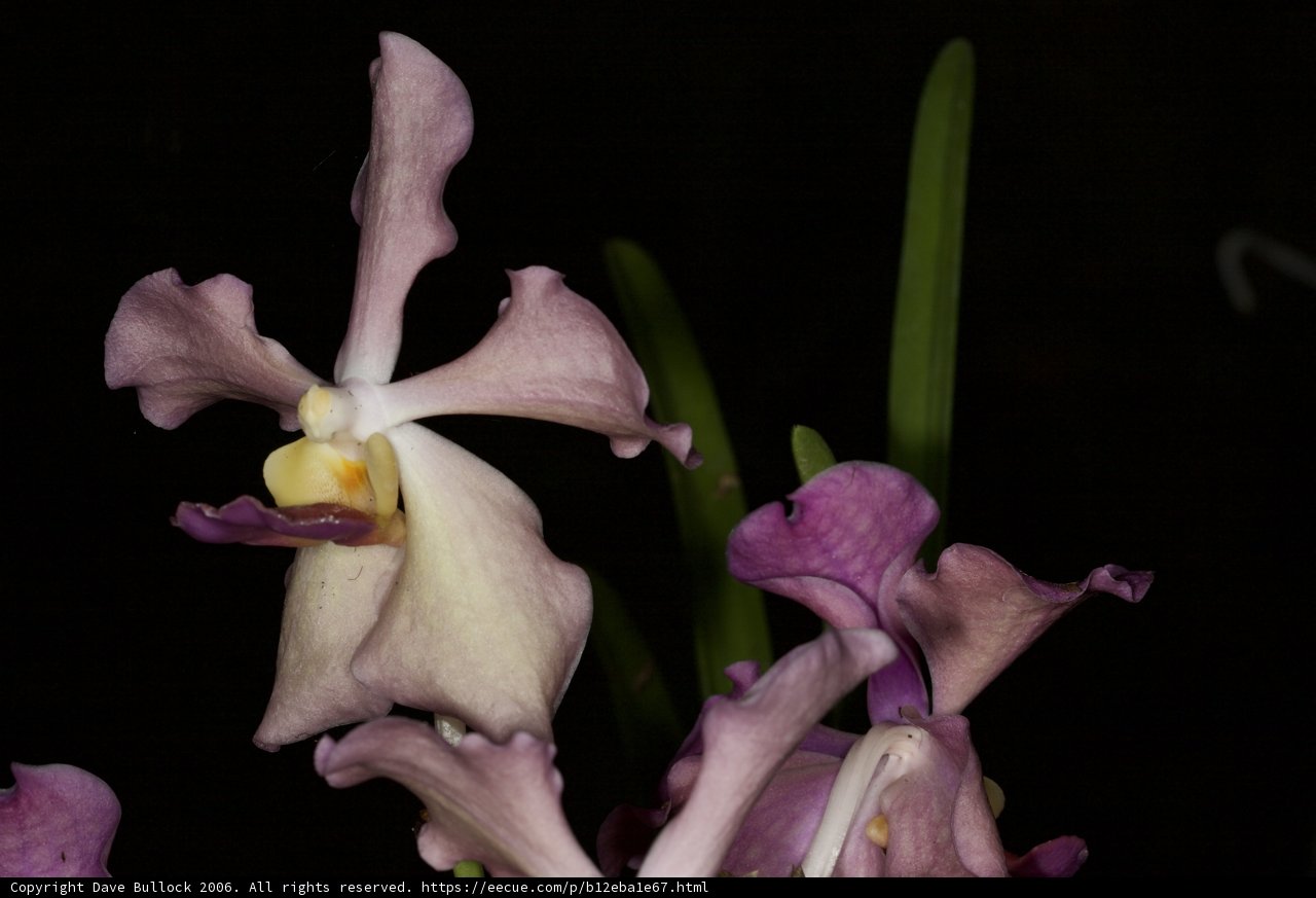 Purple and White Orchid in Full Bloom