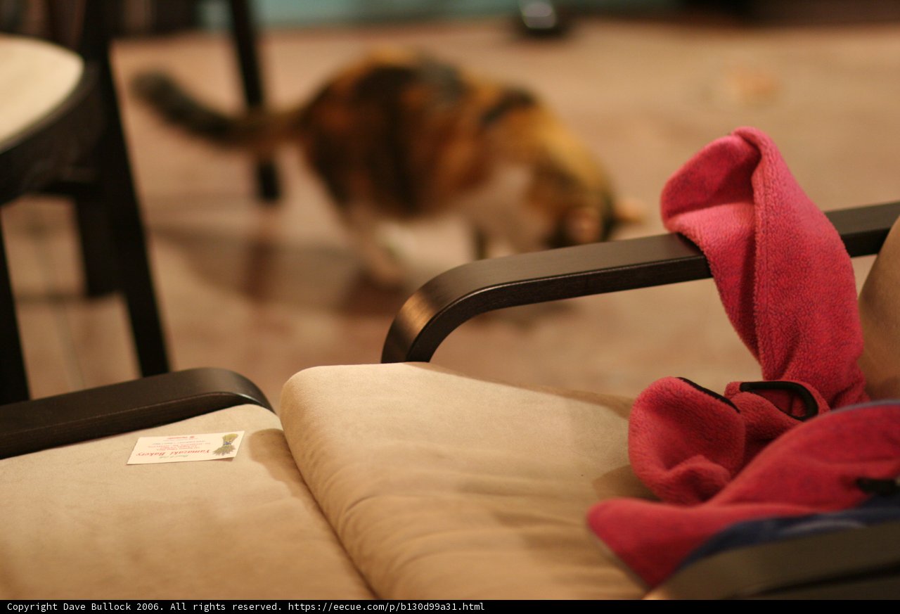 Feline Explorer