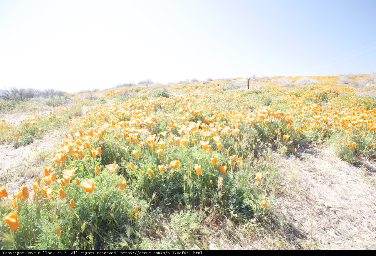 A Poppy Paradise
