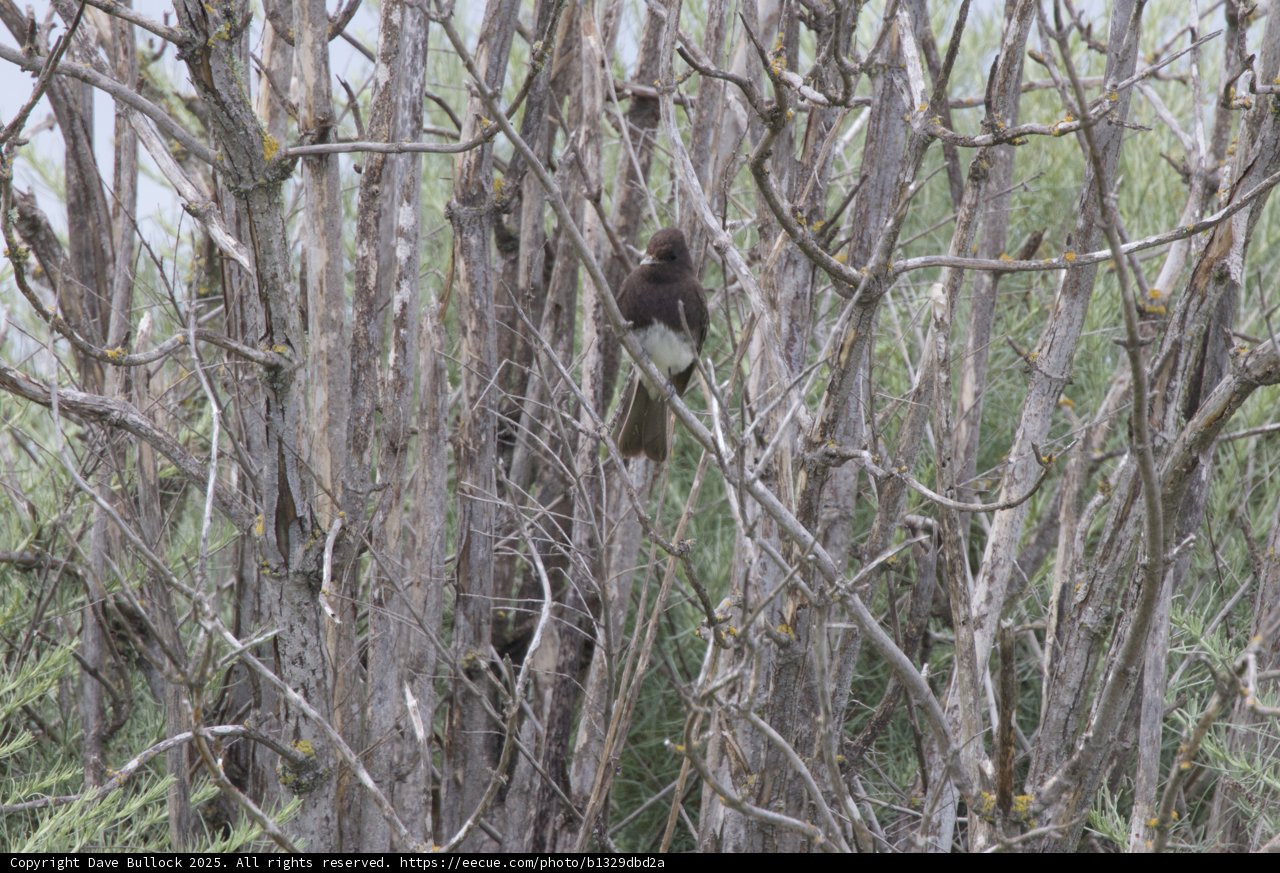 Hidden in the Branches