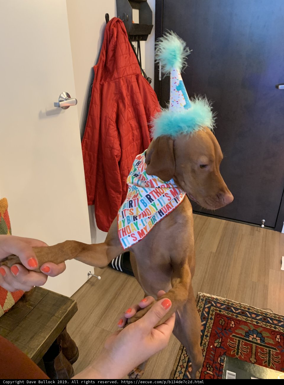 Birthday Pup