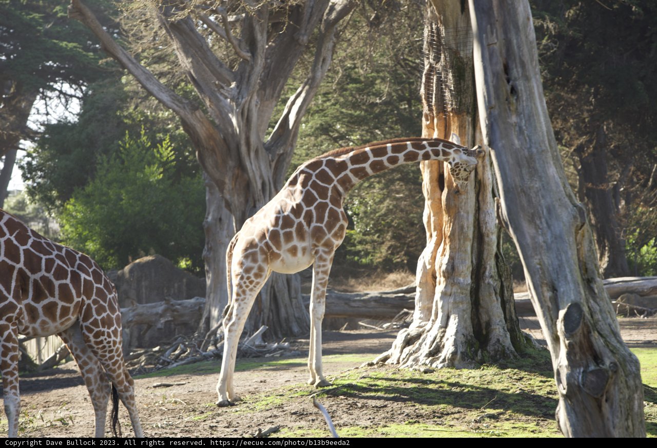 Serene Scenery of the Savannah in November