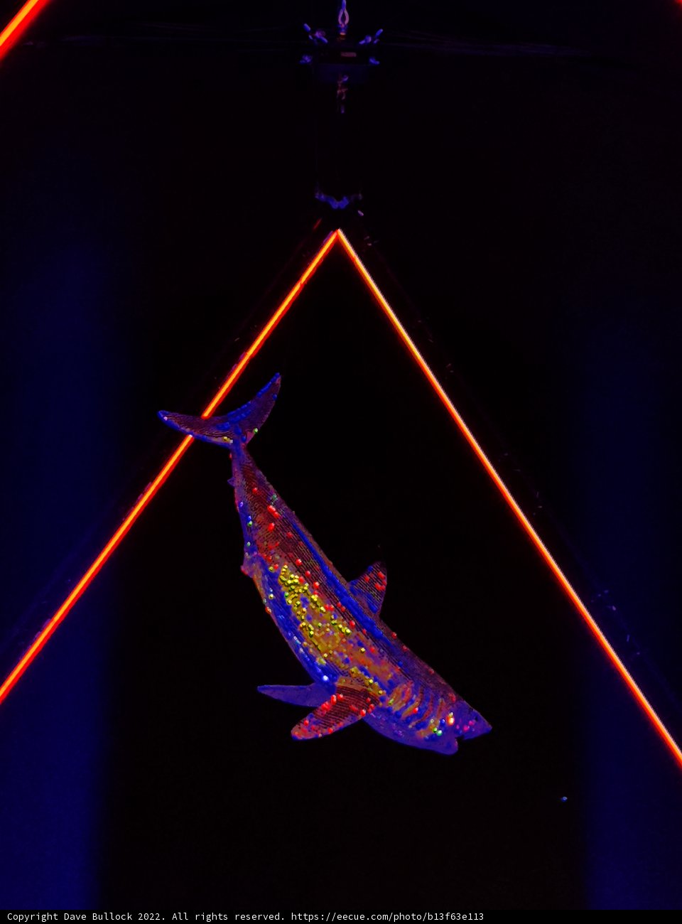 Neon Shark Shines Bright