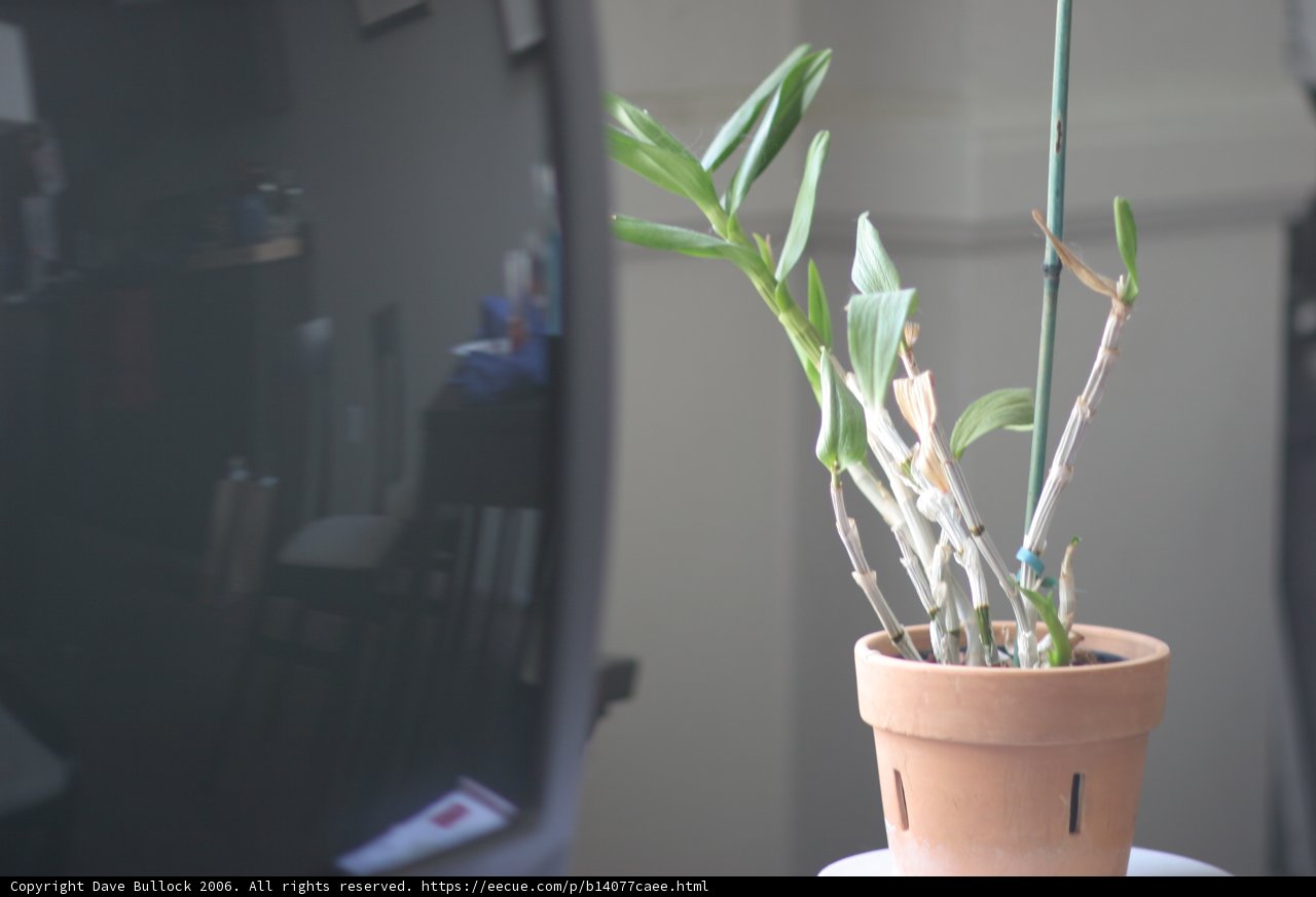 A Plant on Display
