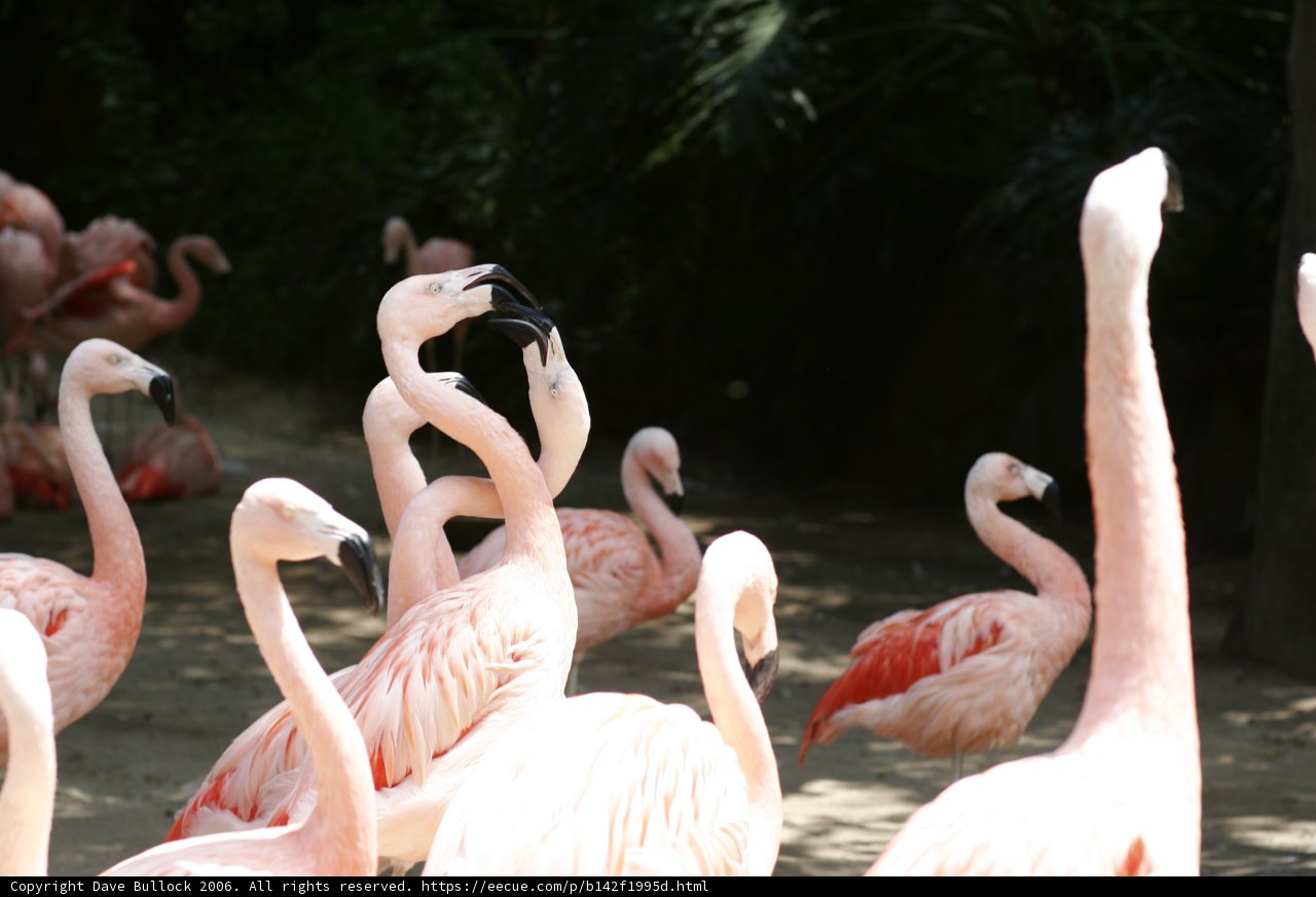 A Flock of Pink Feathers