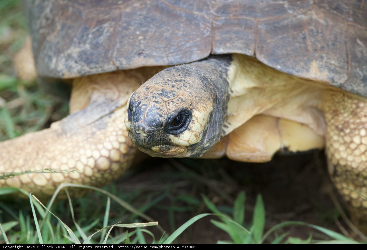 Ancient Gaze: A Tortoise at Honolulu Zoo