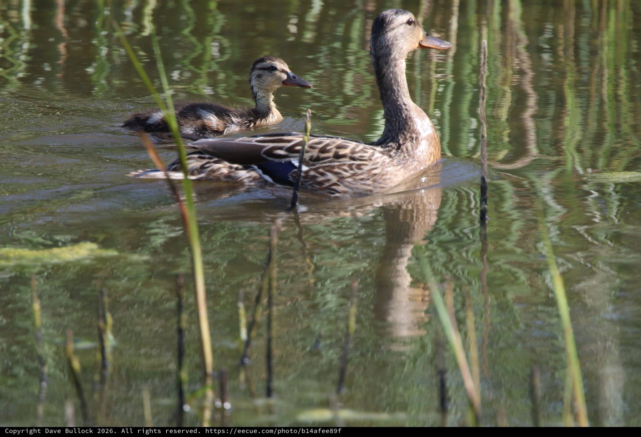 Female Mallards Swimming in Calm Wetland Waters