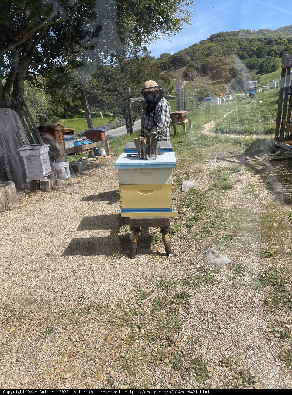 Beekeeping on a Sunny Day