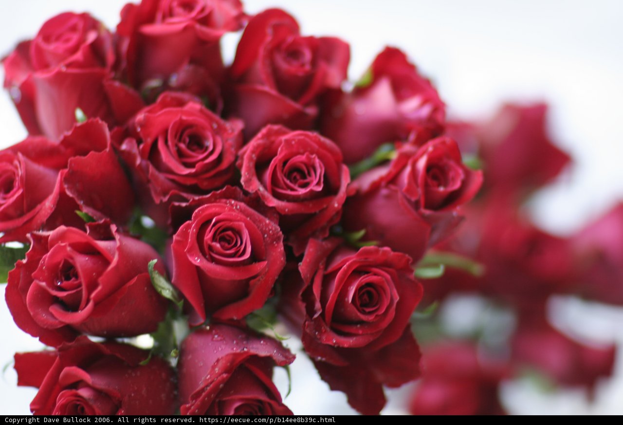 Bouquet of 13 Ravishing Red Roses