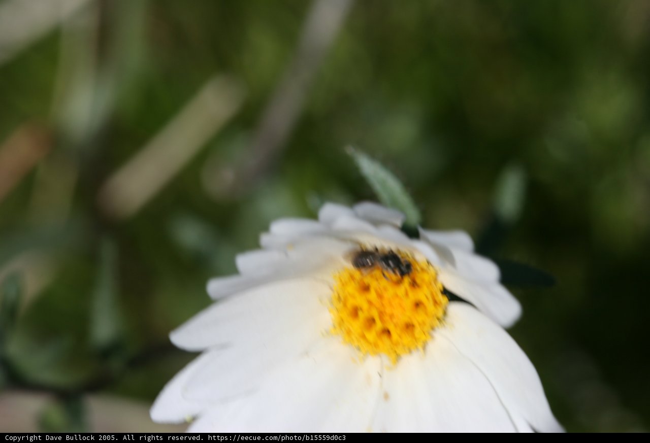 Busy Bee on a White Daisy