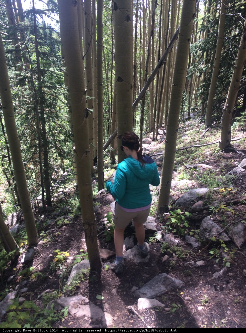 A Serene Hike in the Verdant Woodlands