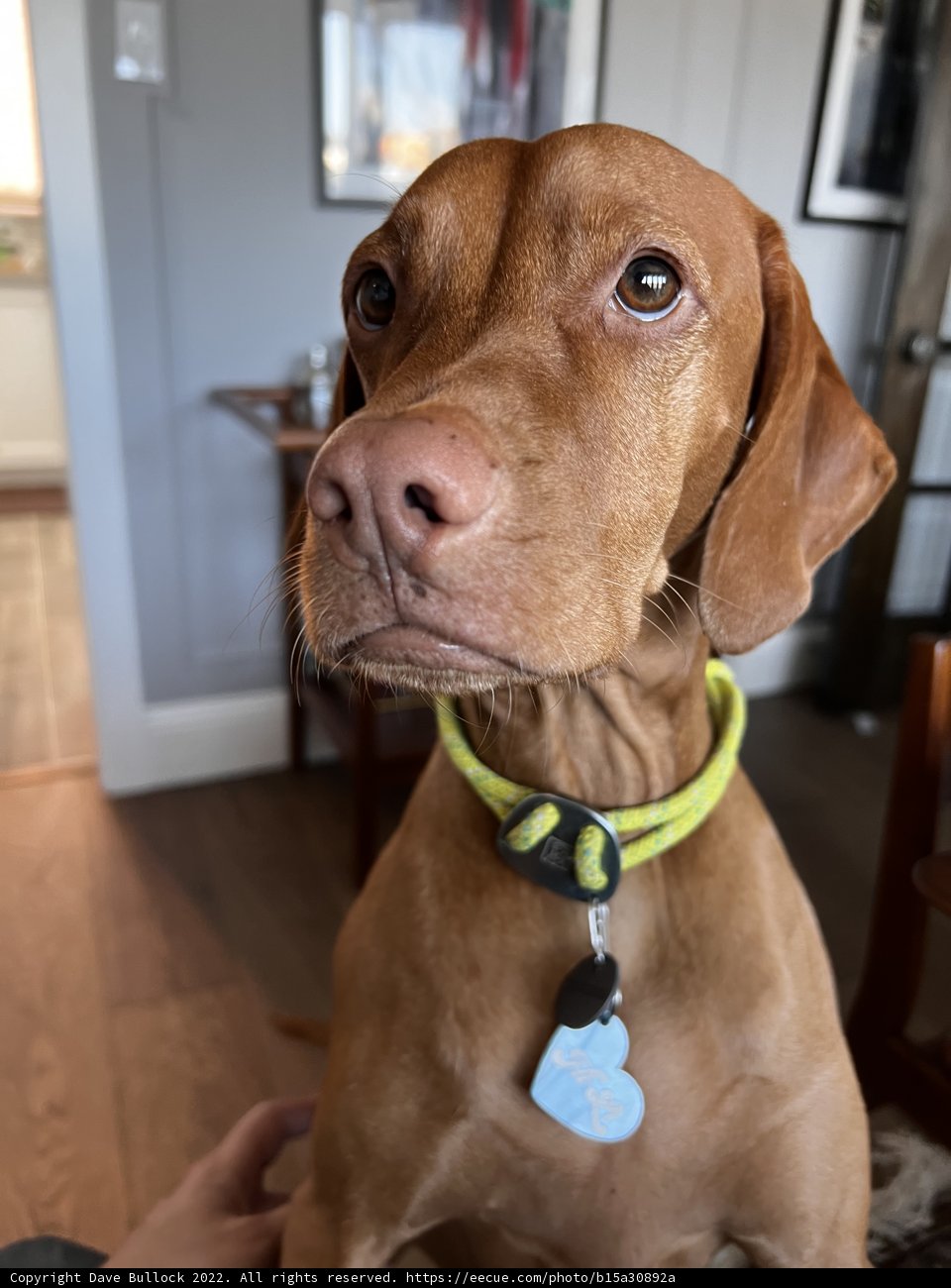 The Stylish Vizsla