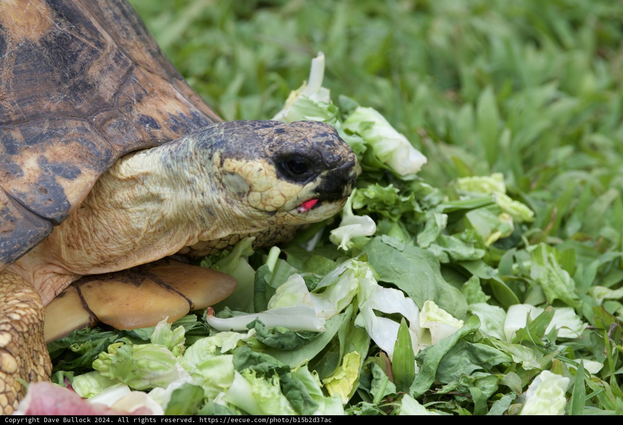 Lunchtime at the Honolulu Zoo