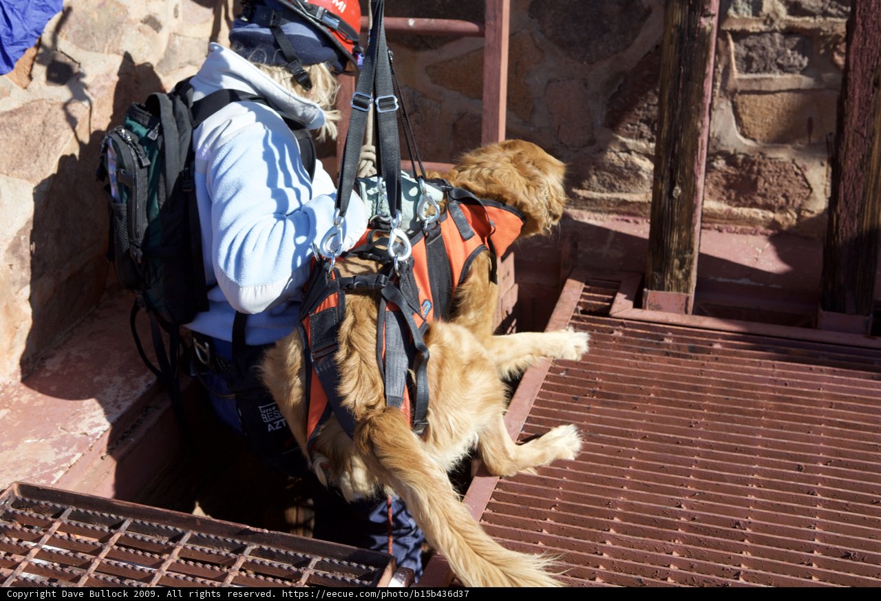 Rescue Mission Helper: Man and Dog on the Walkway
