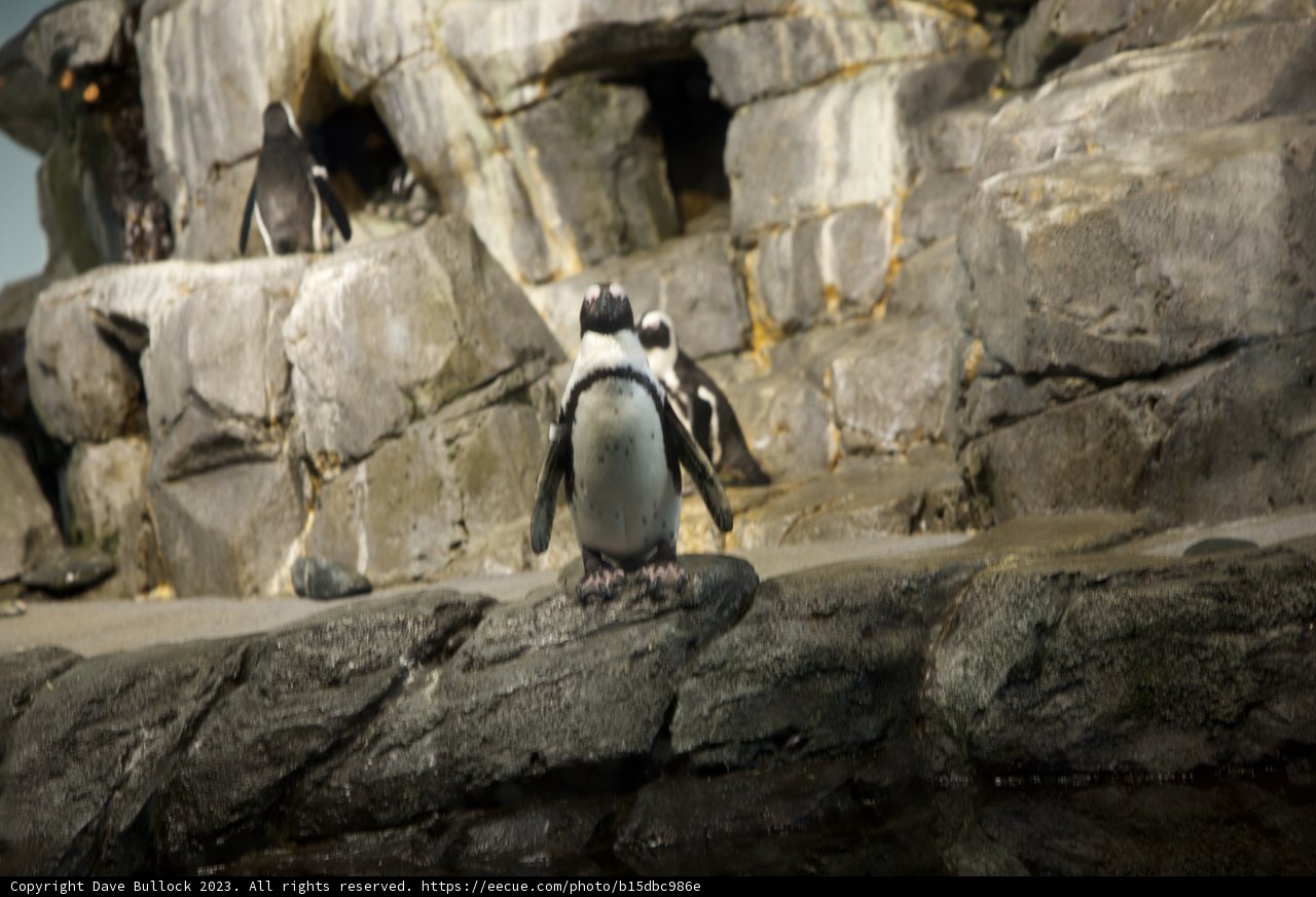 Majestic King of Monterey Bay