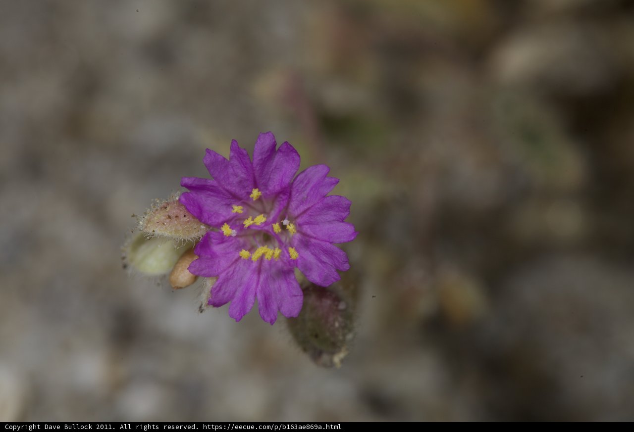 Beautiful Geranium Flower with Yellow Stamens