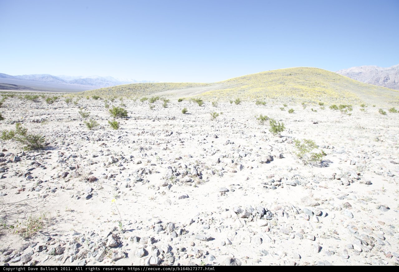 The Rocky Oasis