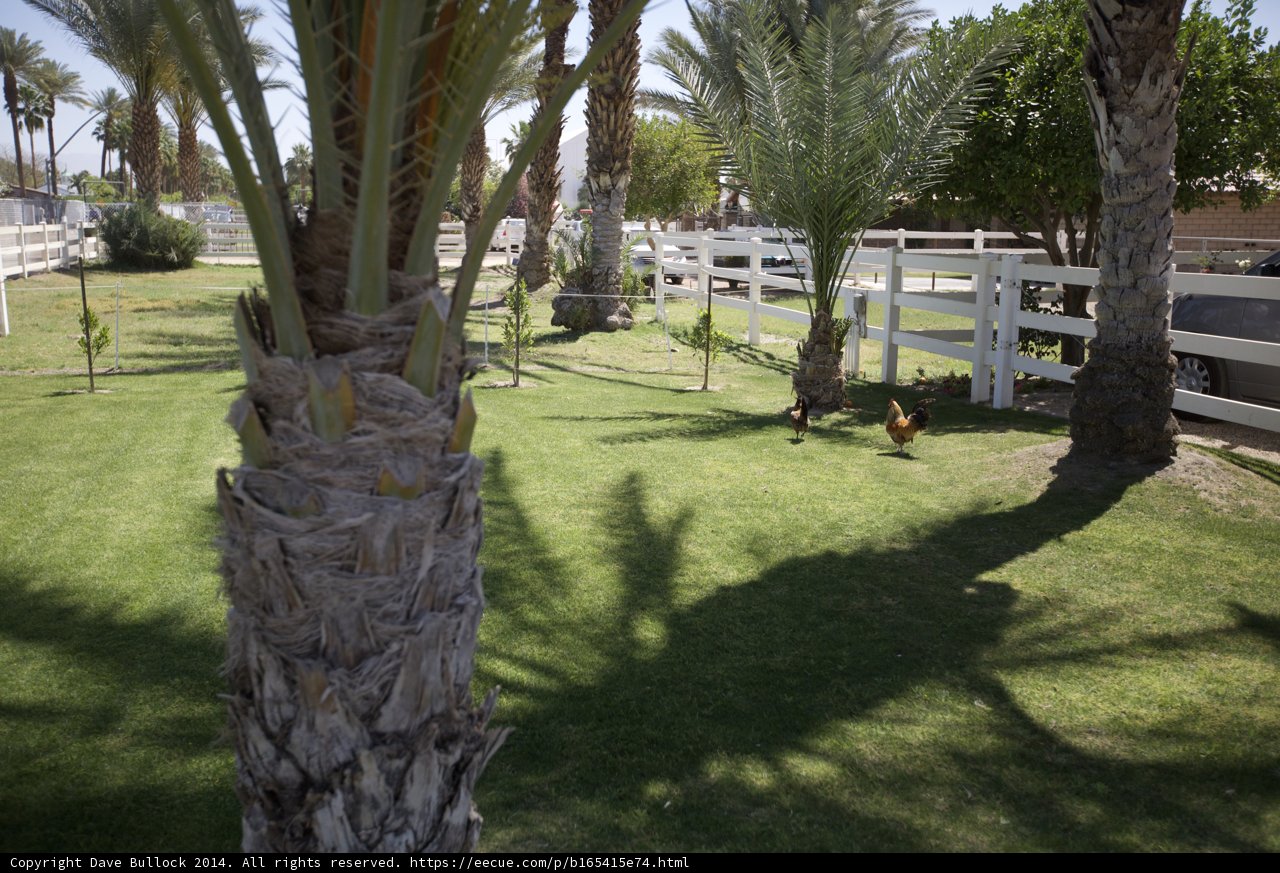 The White Fence in the Green Backyard