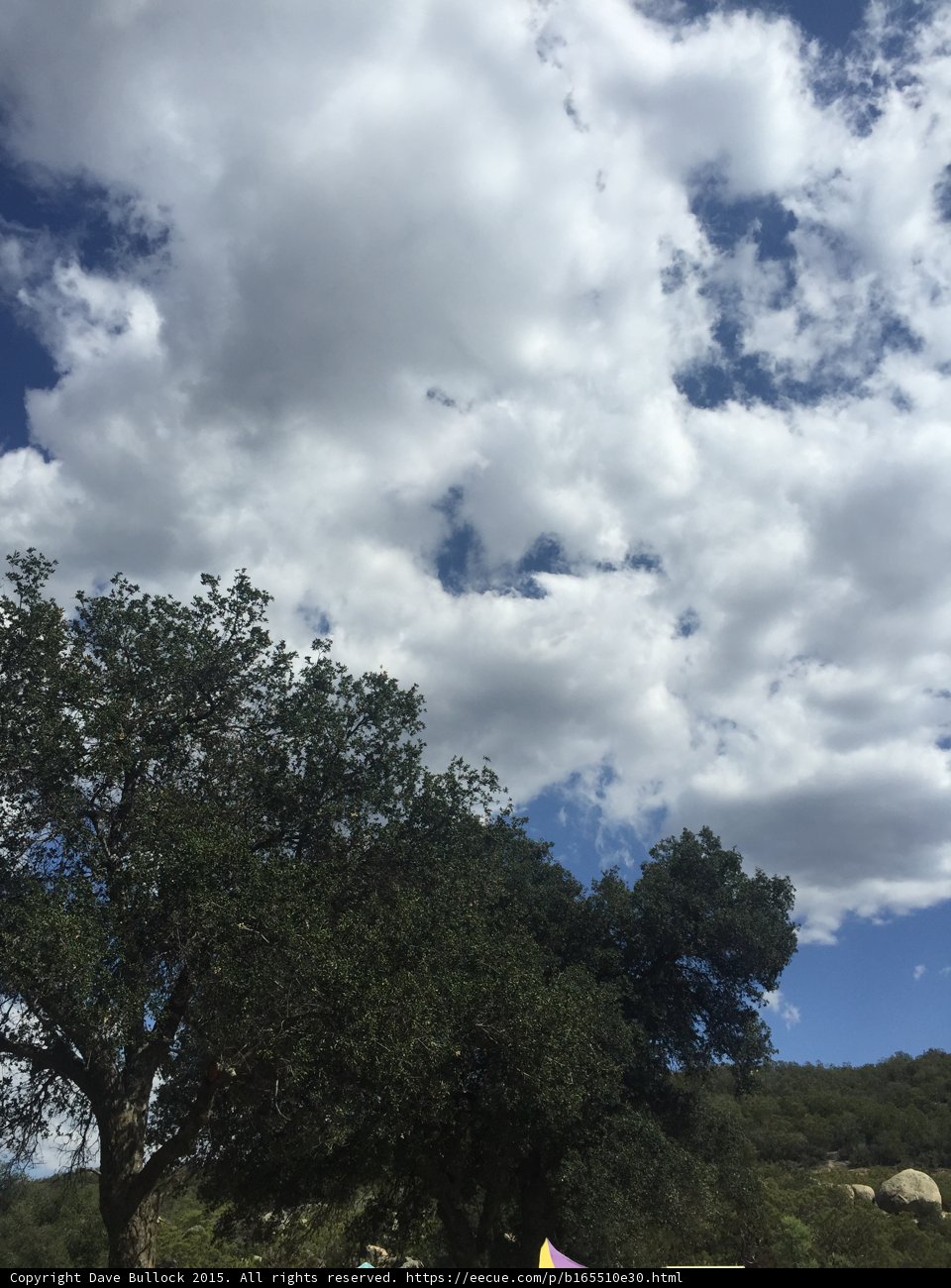 Kite Soaring over Cumulus Clouds