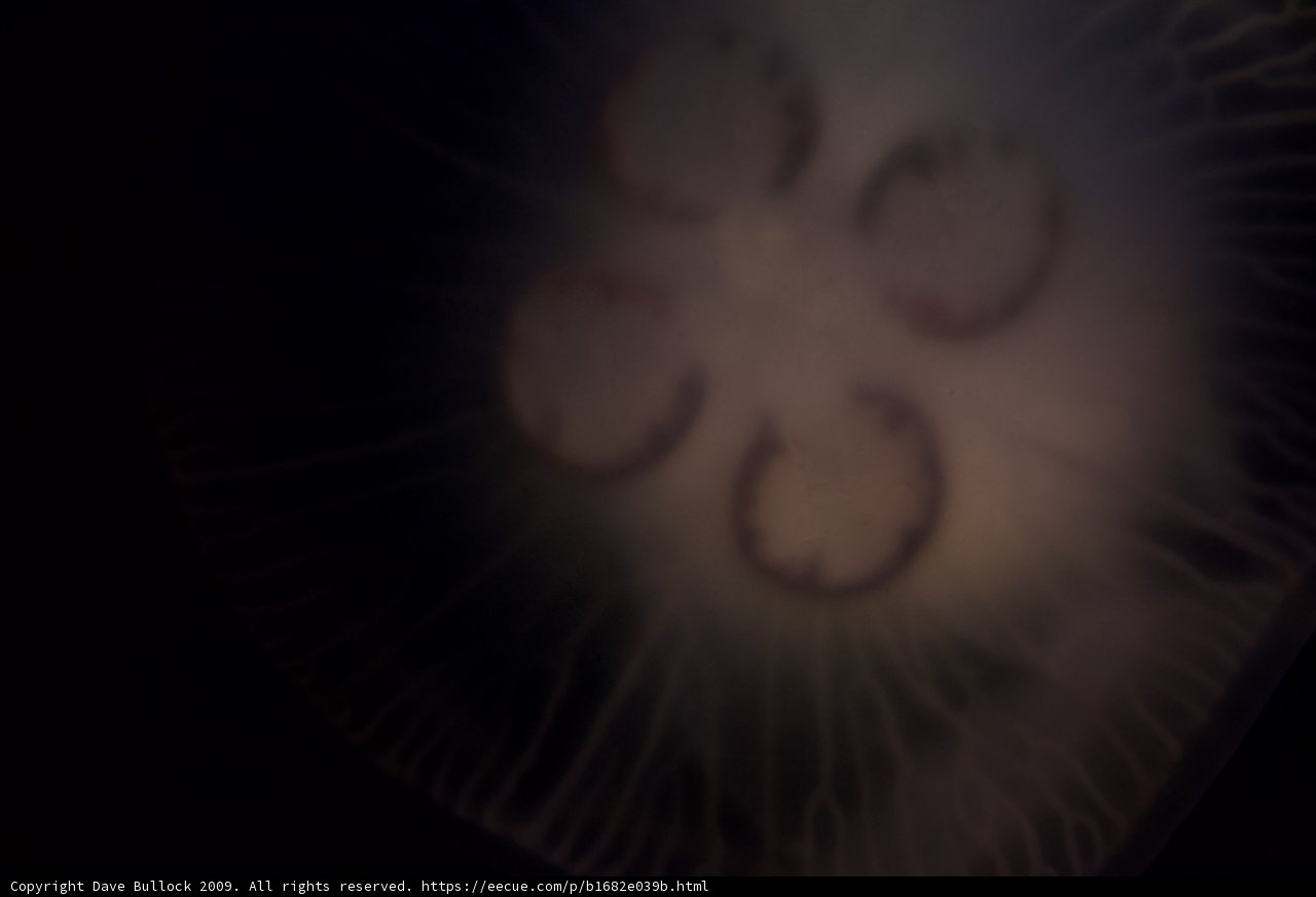 Glow in the Dark Jellyfish