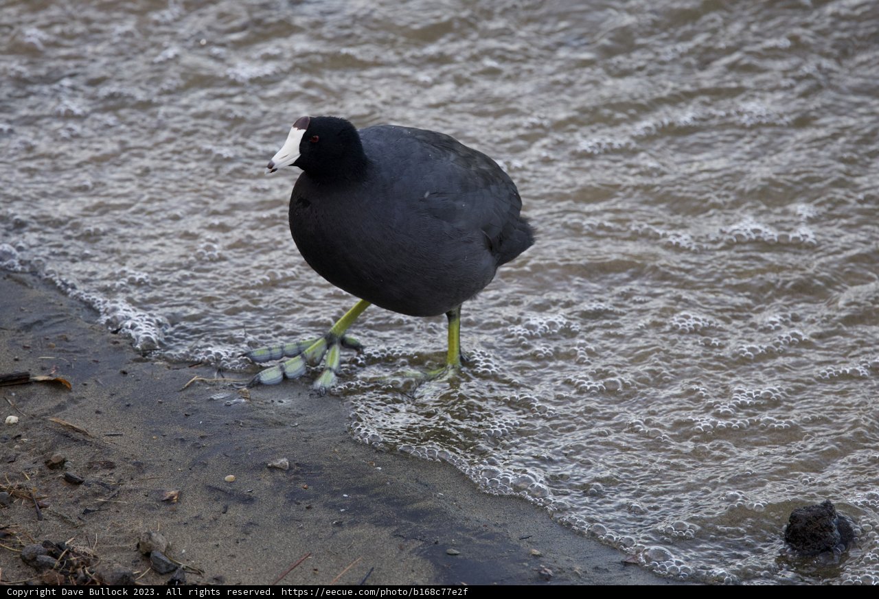 The Lone Waterfowl: A Glimpse of Nature at Lake Merced