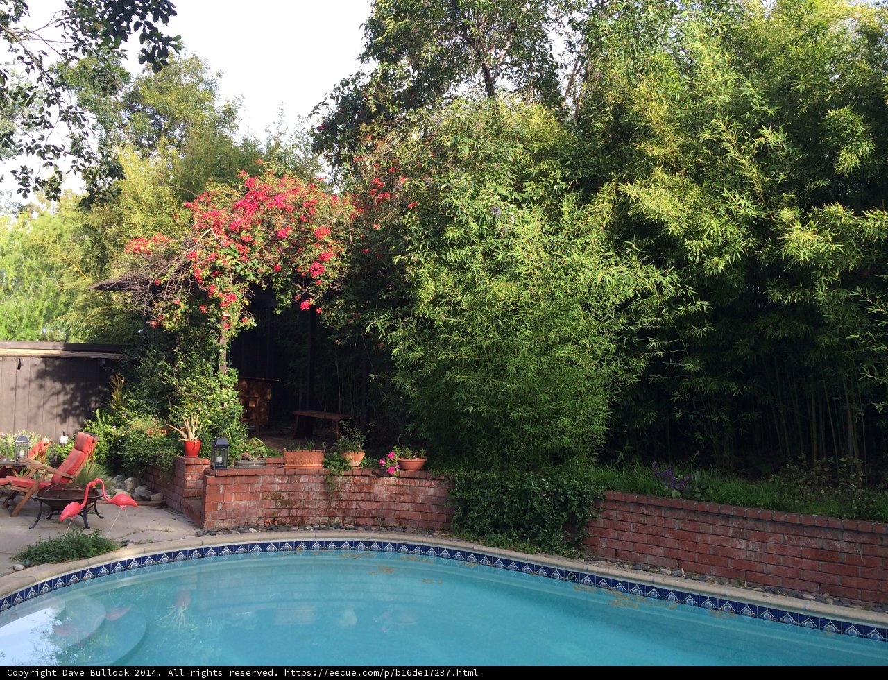Relaxing Poolside Days