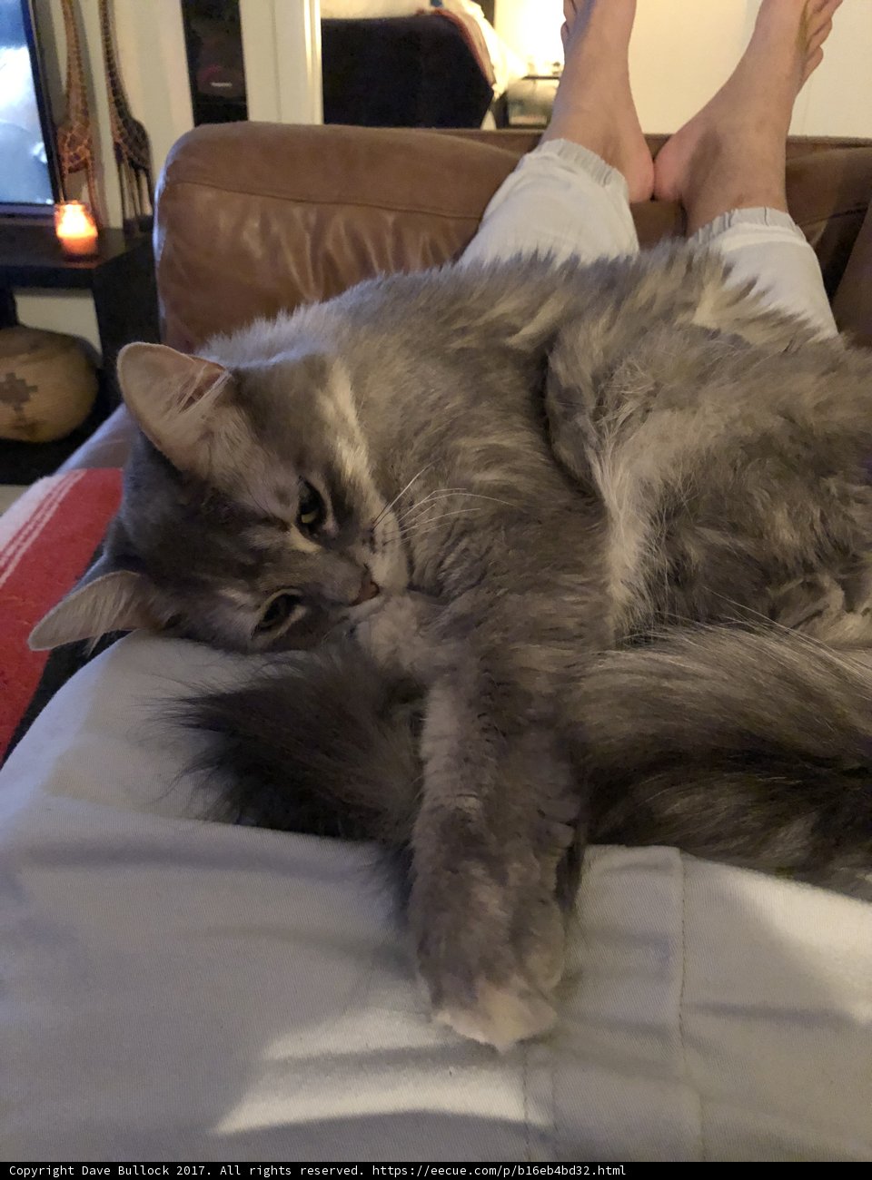 Cozy Cat Nap on a Lazy Sunday