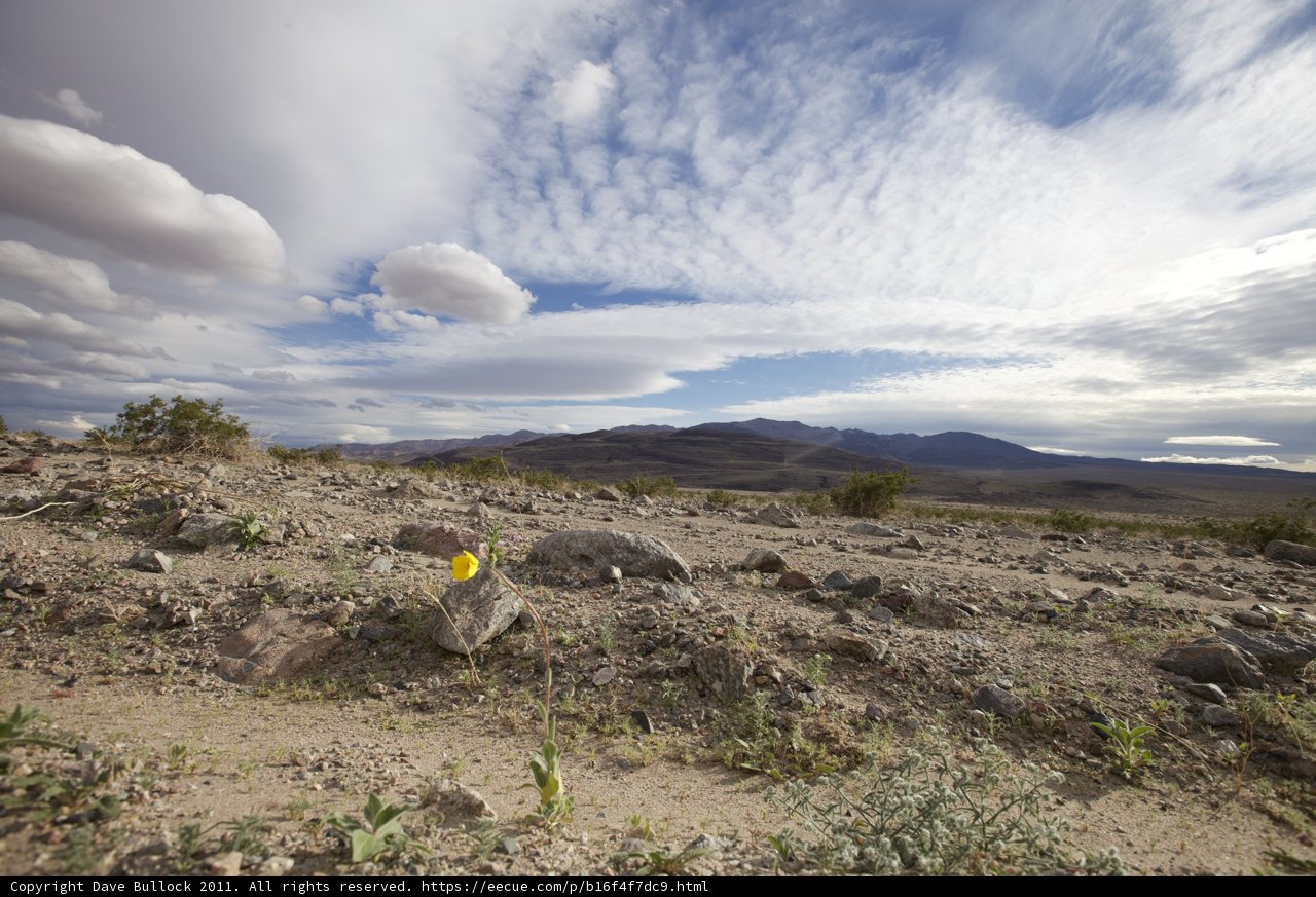 Lone Yellow Flower in Rocky Terrain