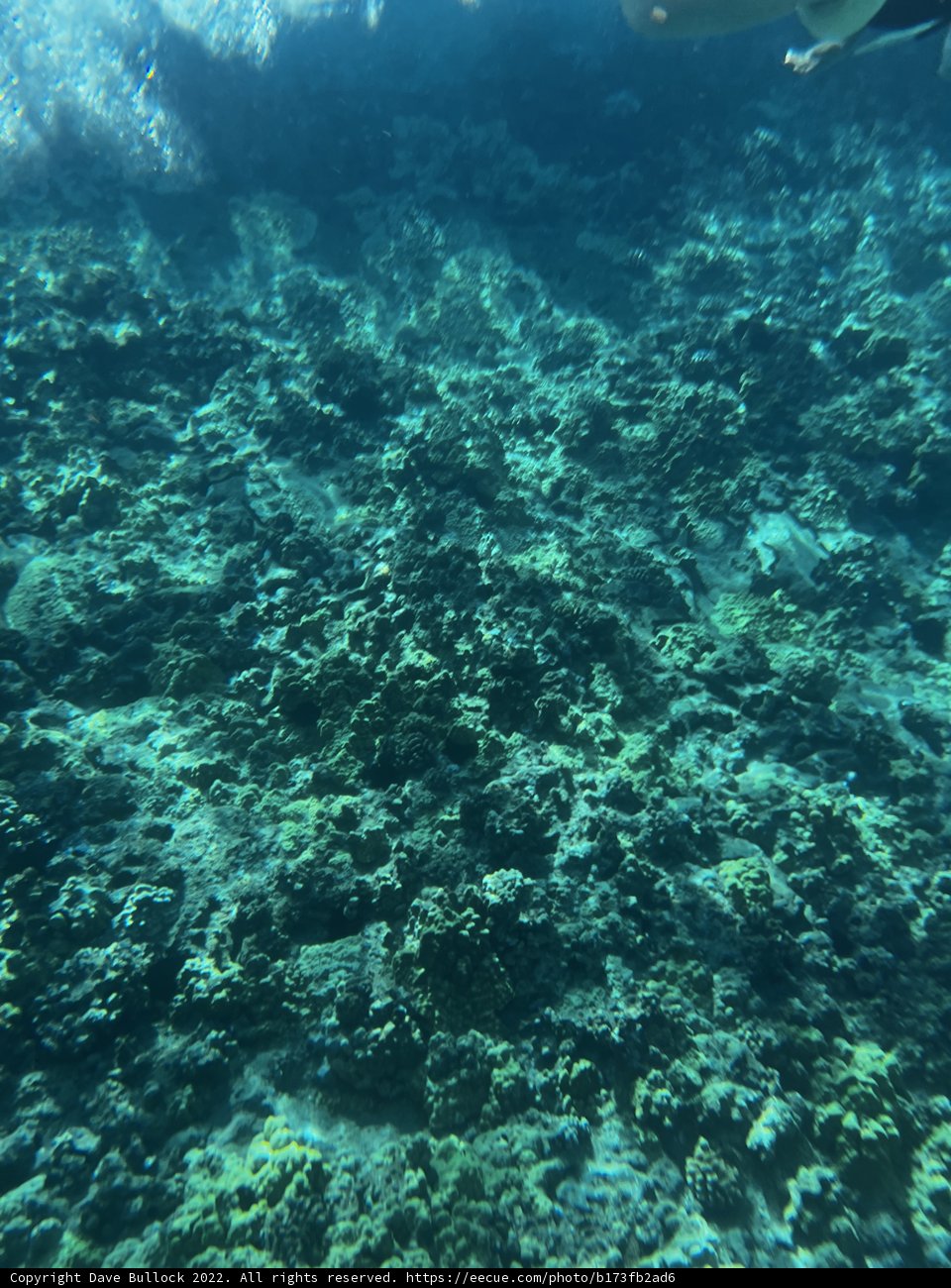 Diving into the Mystical Coral Reef