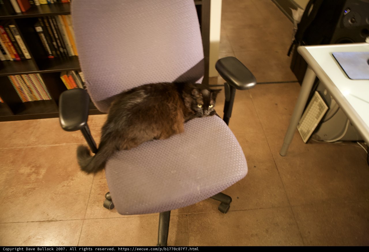 The Cat's Reading Nook