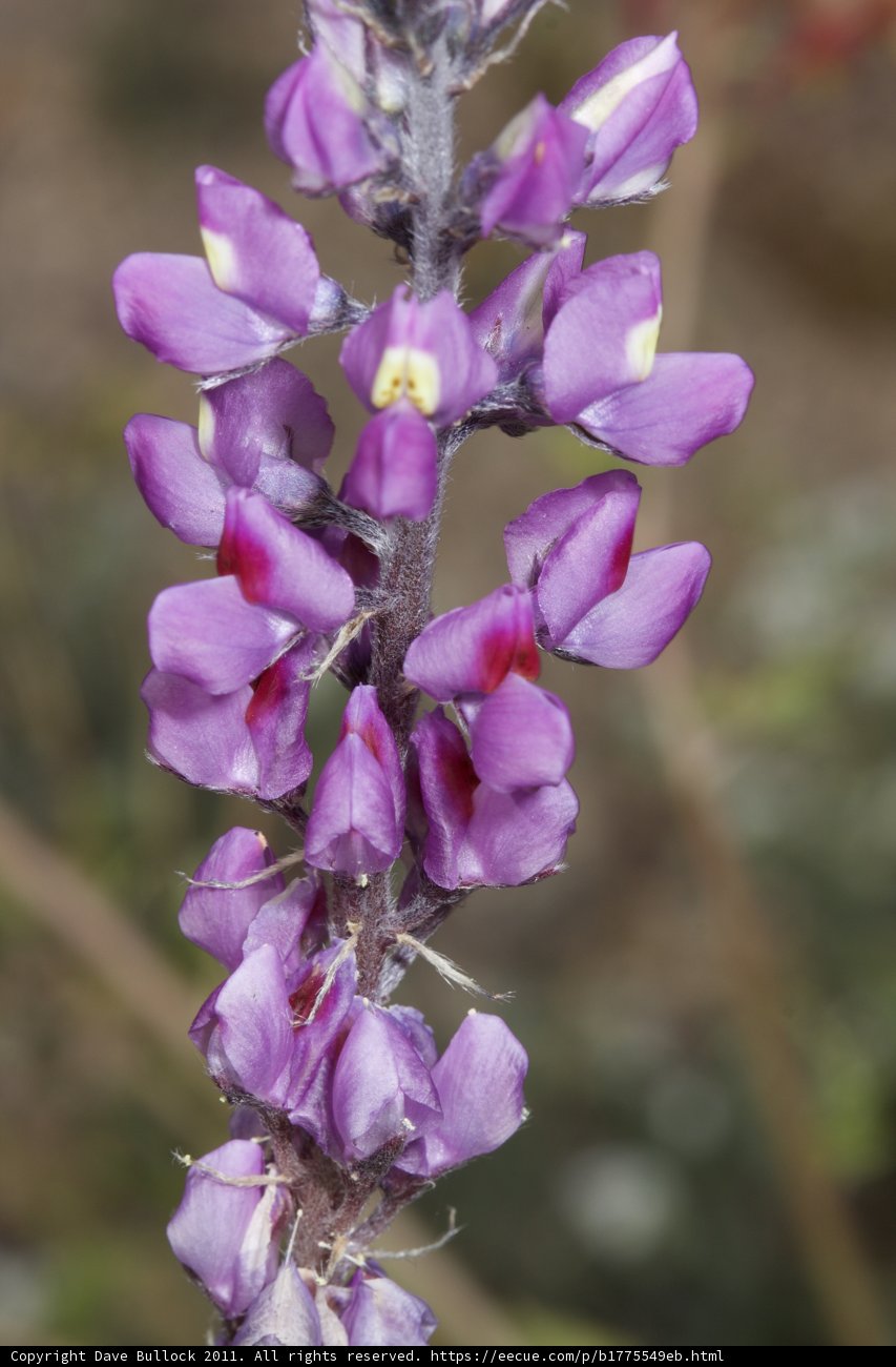 Purple Lupin Flower with White Petals