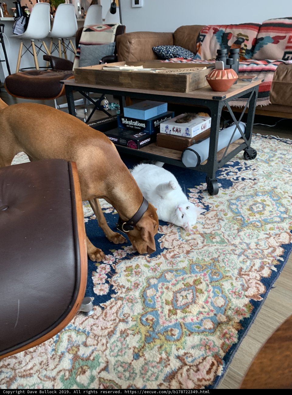Playful Pets in a Cozy Living Room
