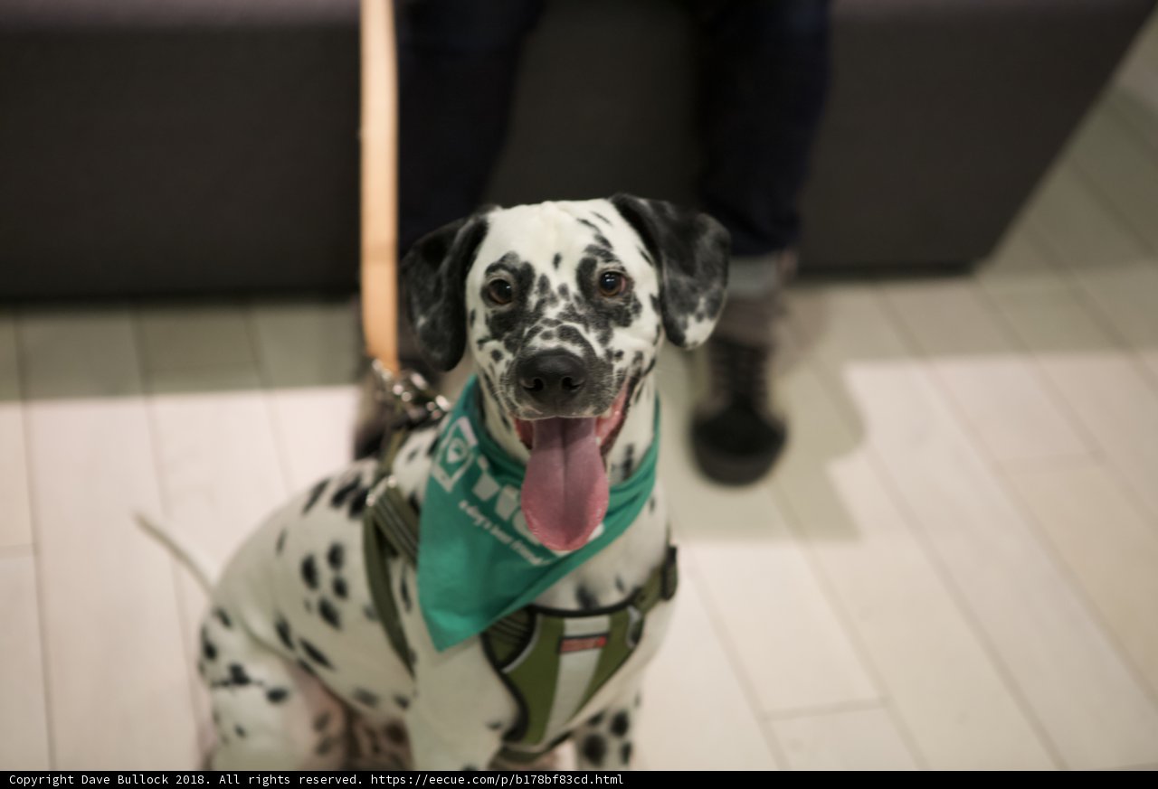 Green Bandana Dalmatian