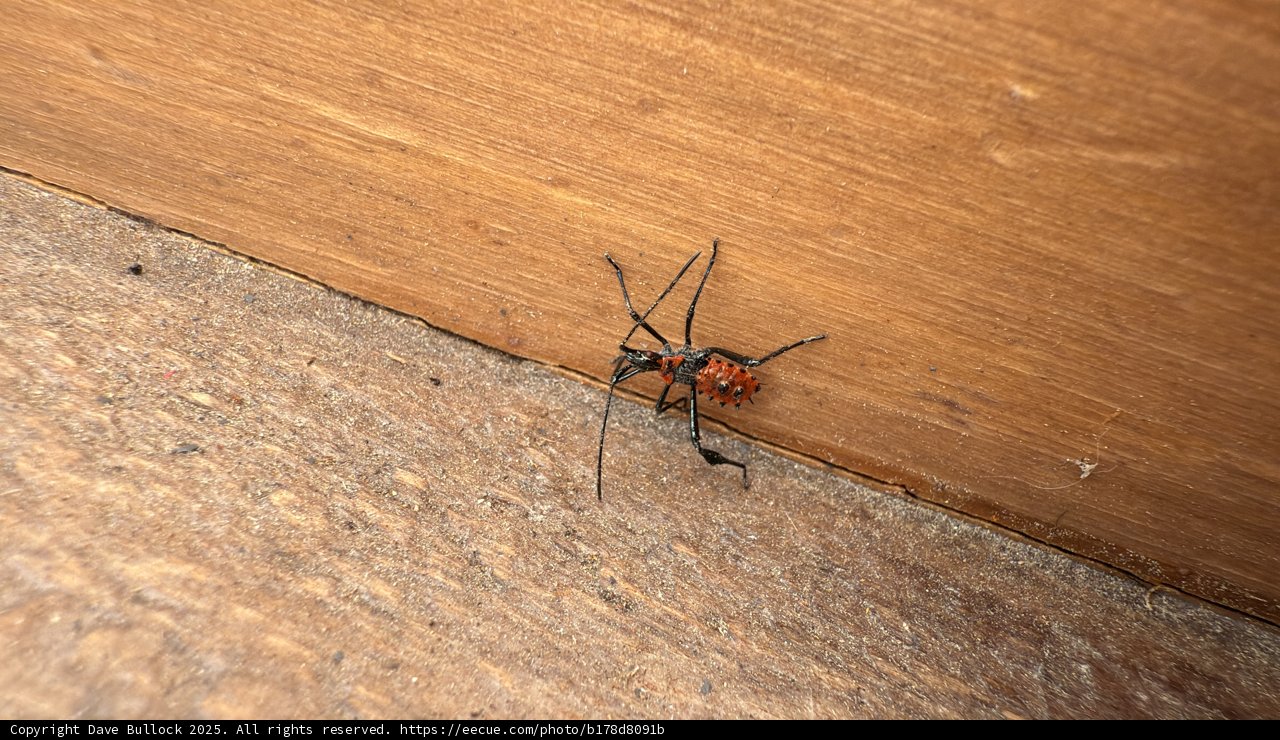 Curious Encounter with a Red Assassin Bug