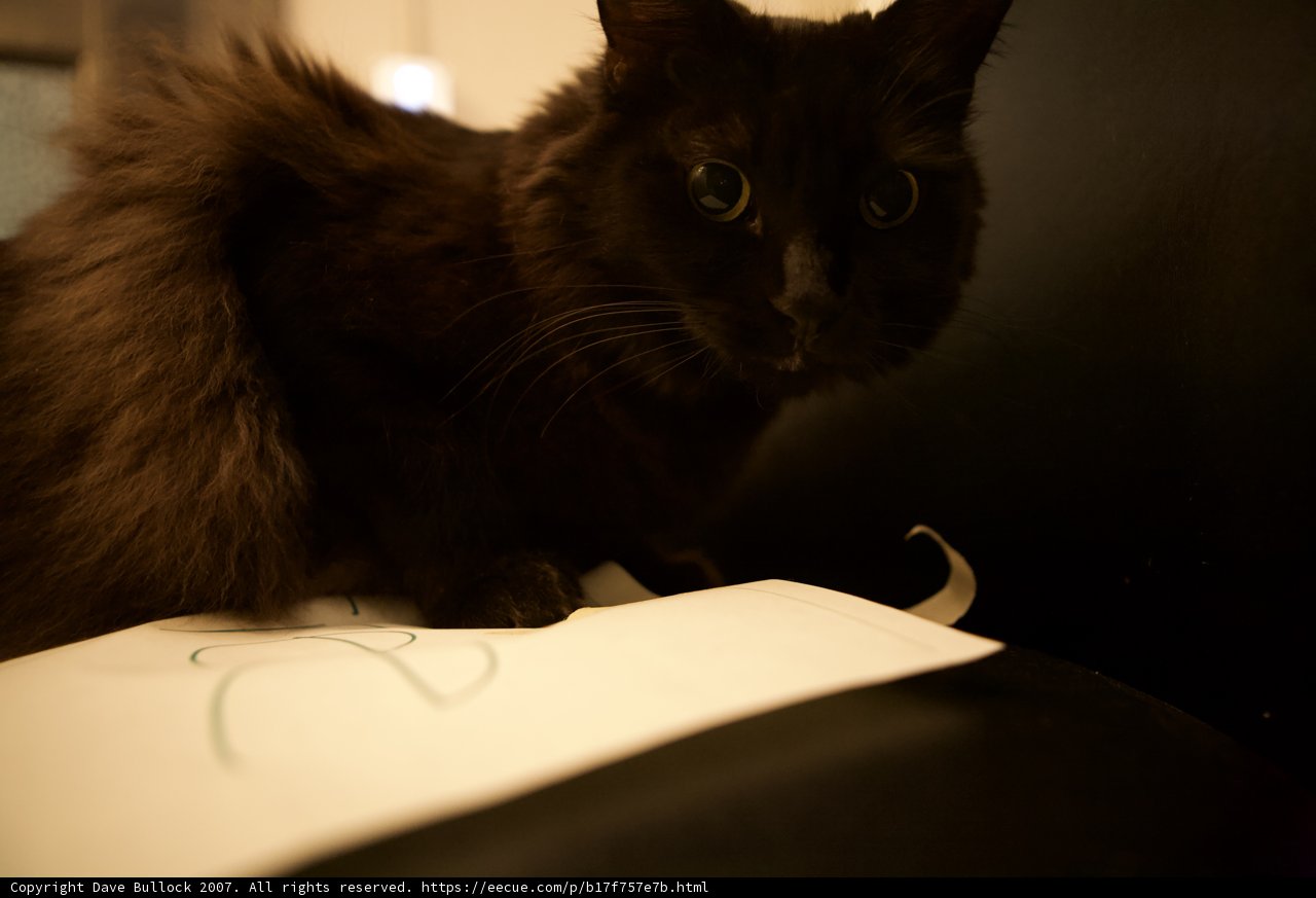 Midnight Lounger
