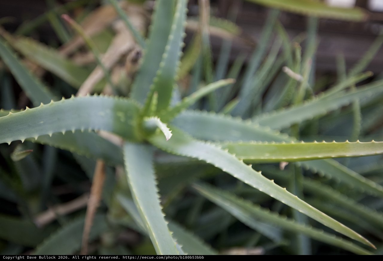 Succulent Aloe Vera Plant with Serrated Edges