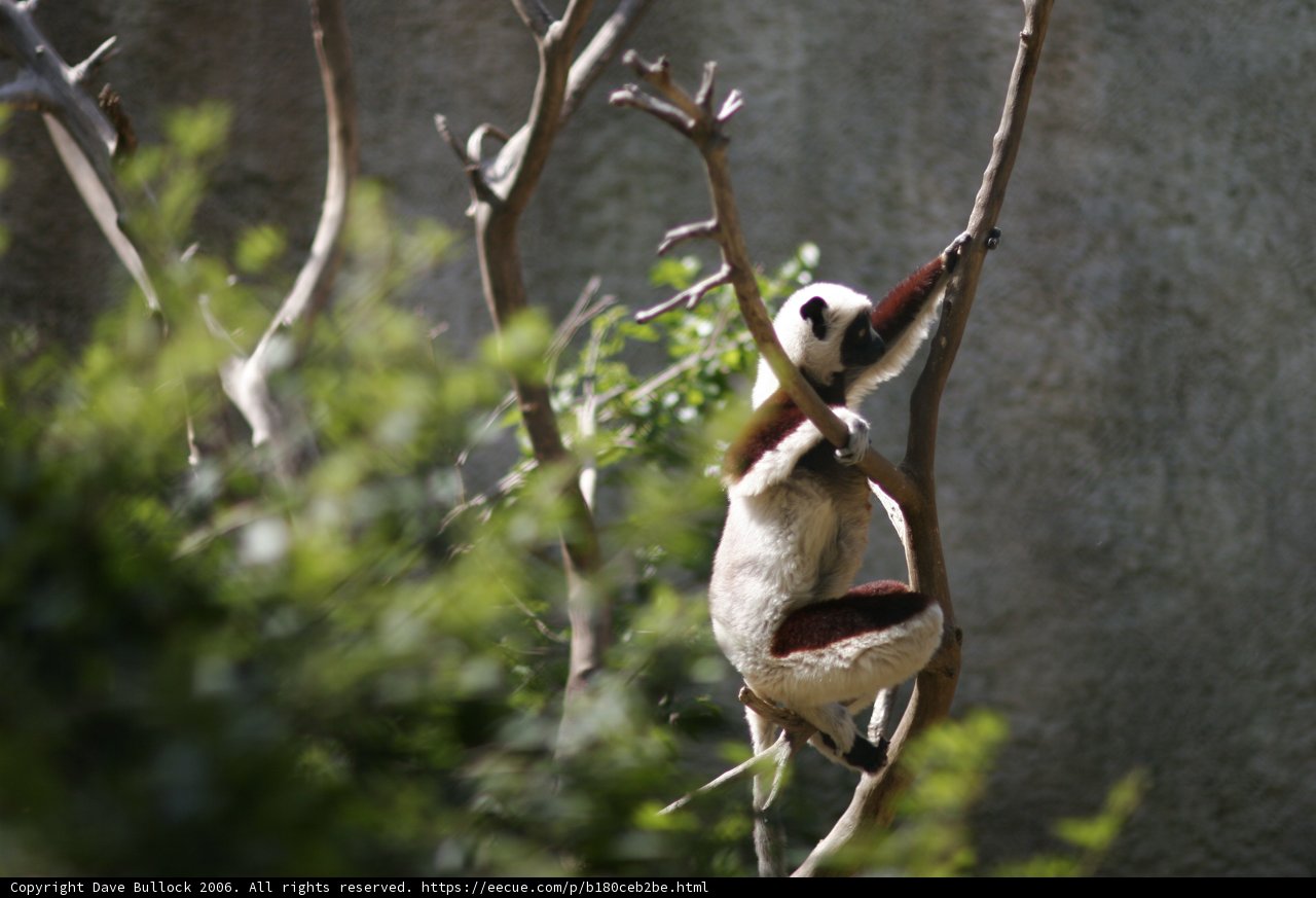 Red-Rumped Lemur enjoys a tree-climbing adventure