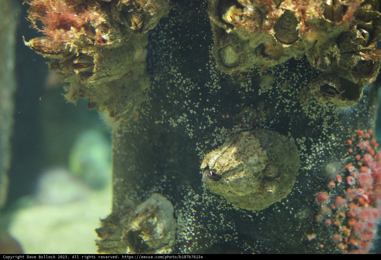 Whispering Depths: A Close-up of a Sea Anemone
