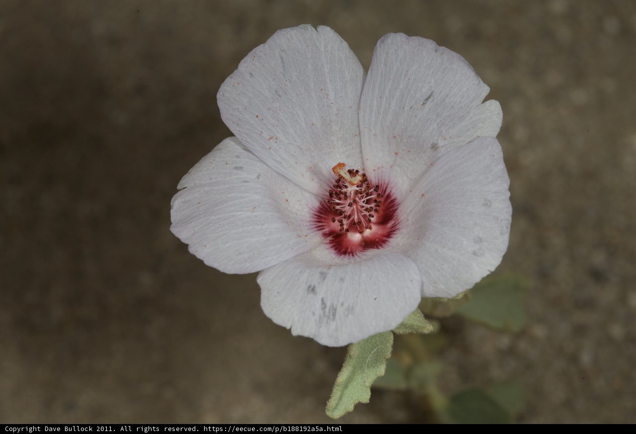 Red and White Blossom