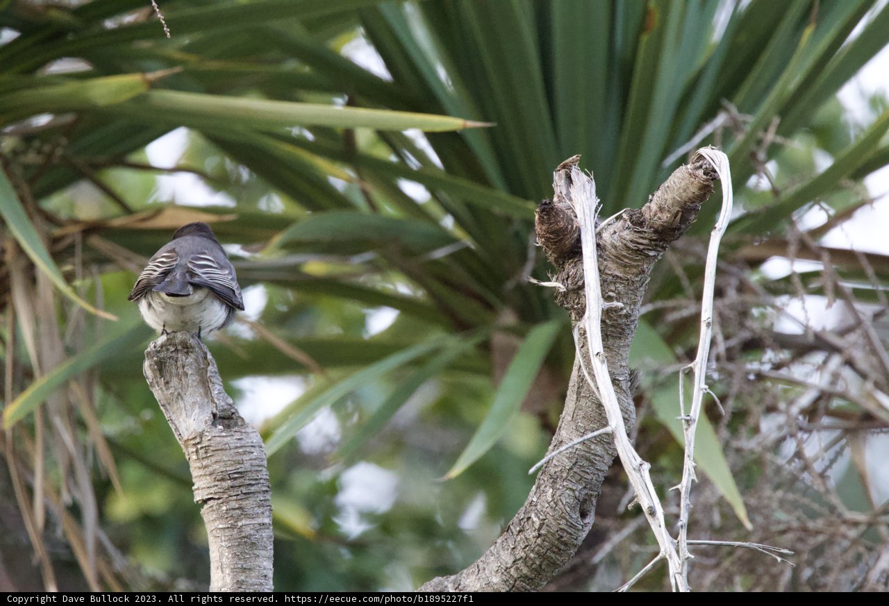 Afternoon Respite: Finch on a Branch