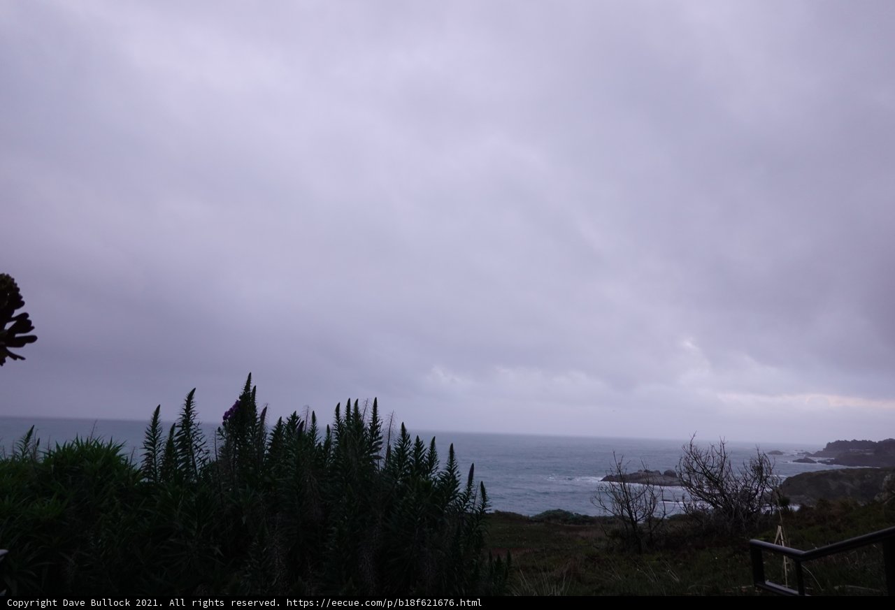 Moody Skies and Coastal Trees