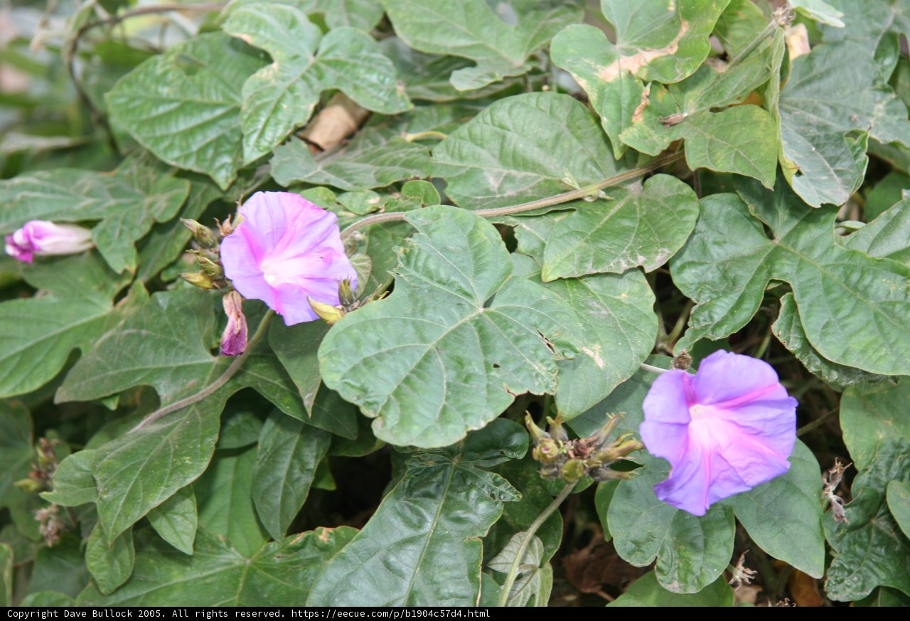 A Majestic Purple Geranium