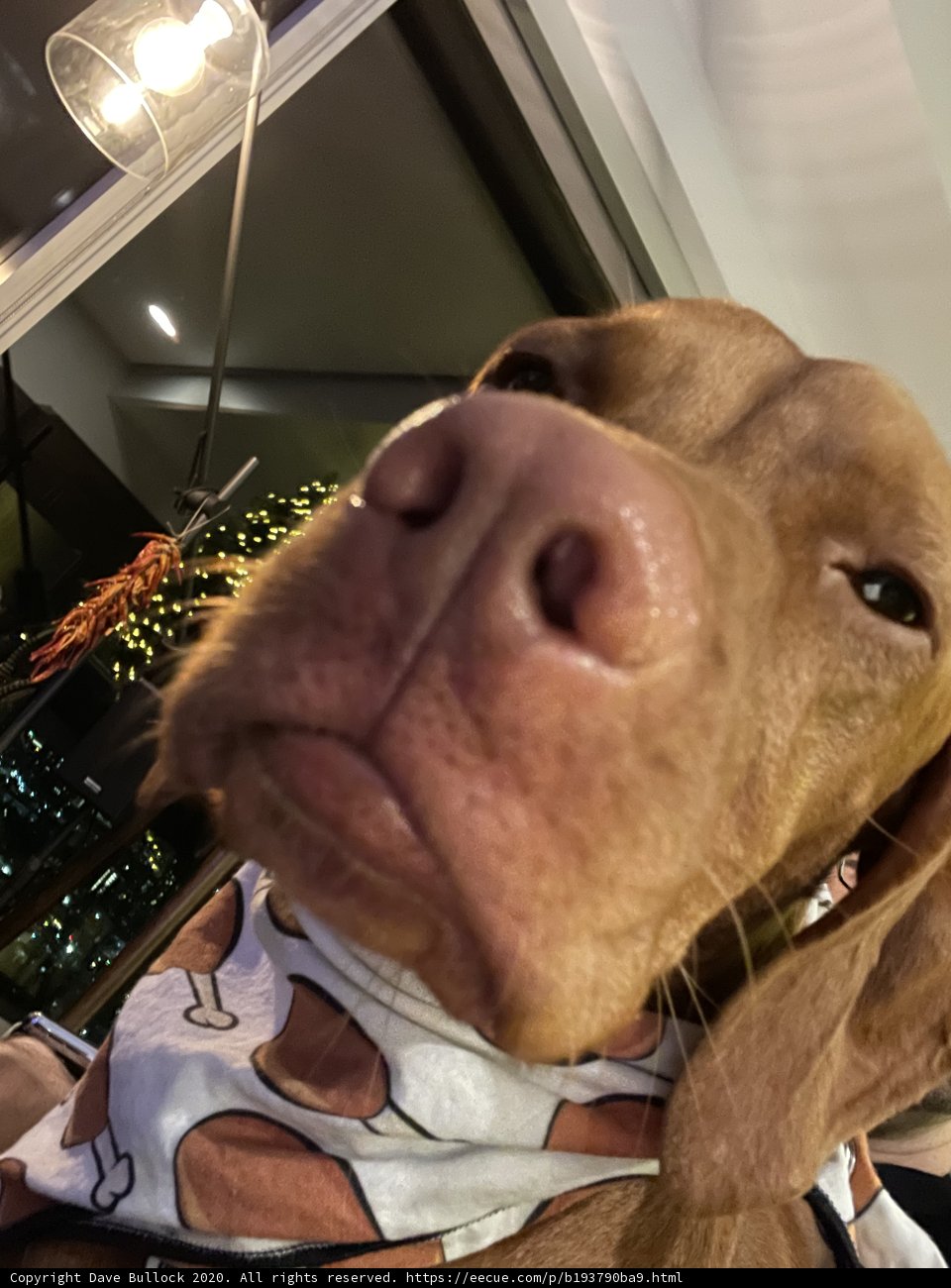 Hound in a Bandana
