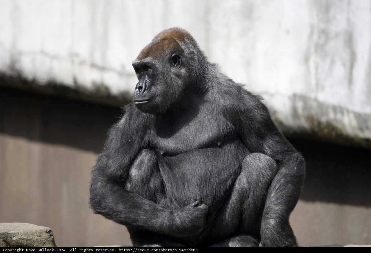A Moment of Majesty | SF Zoo, March 2024